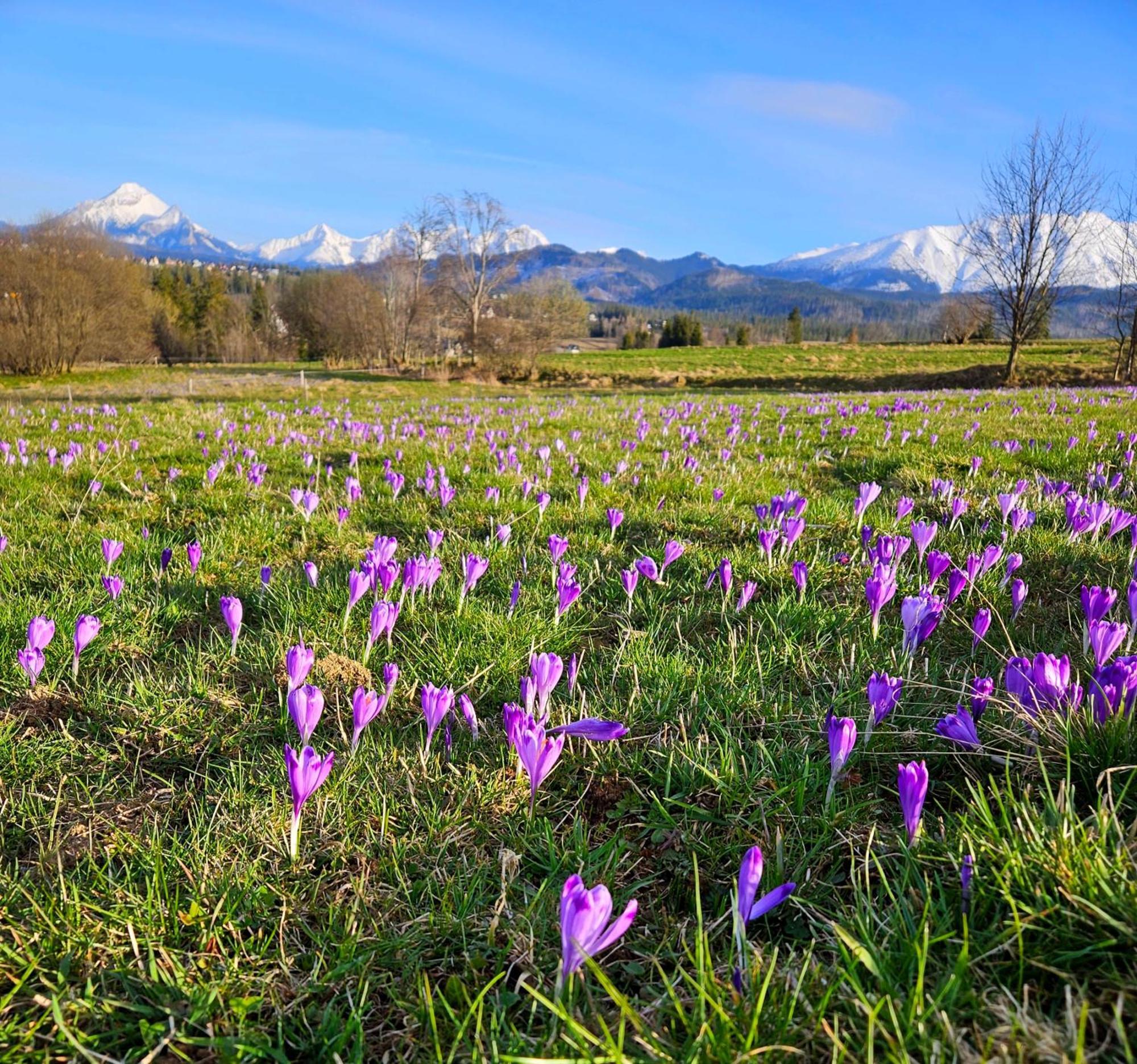 Goralska Chatka 3 Highland Cottage - Jacuzzi, Sauna, Split Ac, Private Parking, Mountains View Zakopane Buitenkant foto