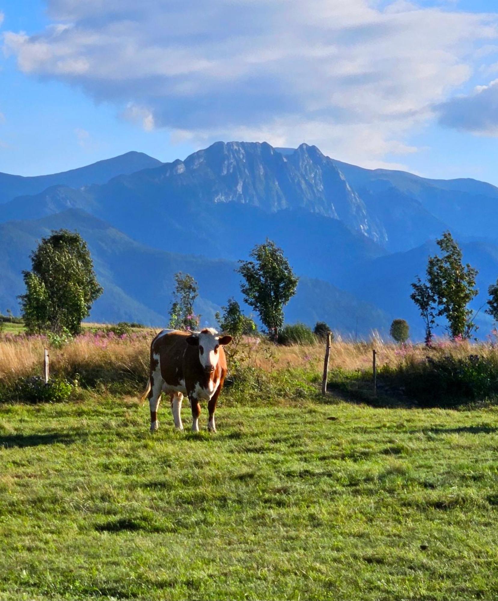 Goralska Chatka 3 Highland Cottage - Jacuzzi, Sauna, Split Ac, Private Parking, Mountains View Zakopane Buitenkant foto