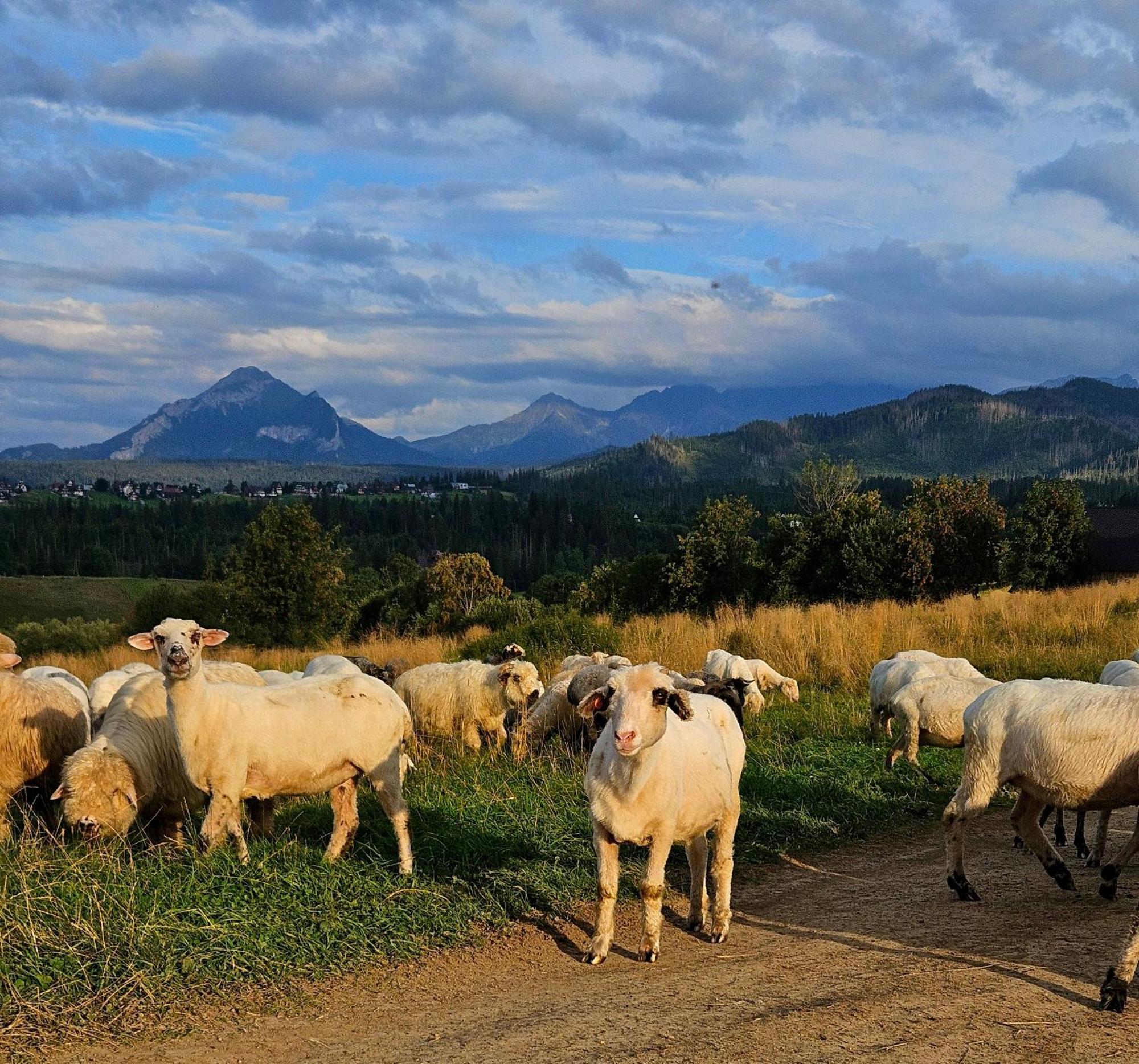 Goralska Chatka 3 Highland Cottage - Jacuzzi, Sauna, Split Ac, Private Parking, Mountains View Zakopane Buitenkant foto
