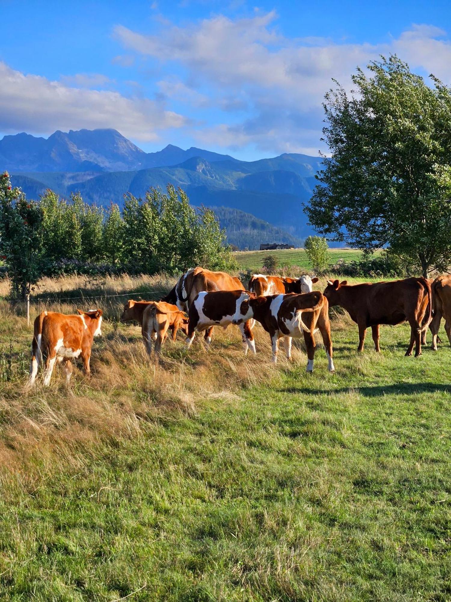 Goralska Chatka 3 Highland Cottage - Jacuzzi, Sauna, Split Ac, Private Parking, Mountains View Zakopane Buitenkant foto